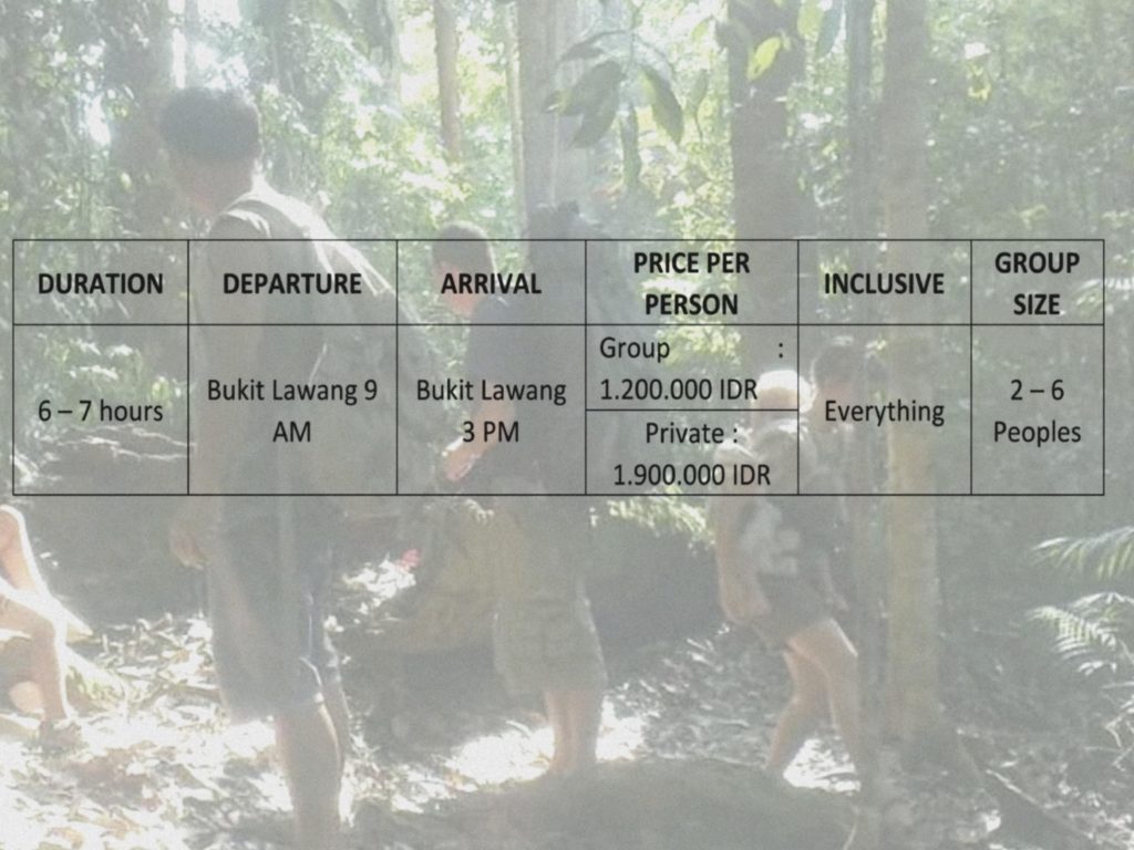 asim-paris-guesthouse-bukit lawang-maison d'hôtes-sumatra-indonésie-accueil de groupe-aventure-trek-trekking219