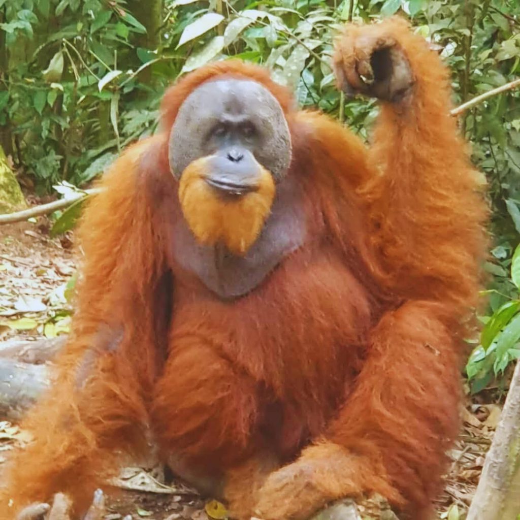 chambres confortables-hebergement-guest-house-nature-trek-sumatra-hotel-asimparis3-2