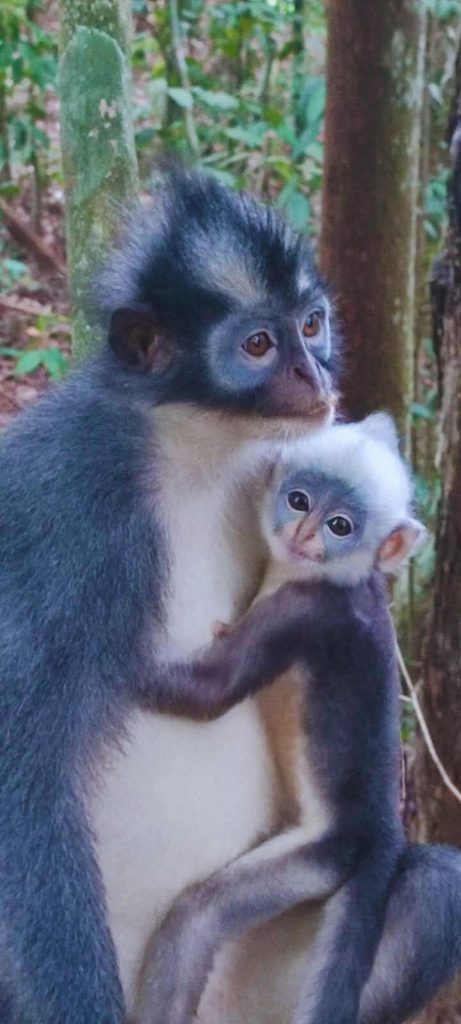 chambres confortables-hebergement-guest-house-nature-trek-sumatra-hotel-asimparis3-5